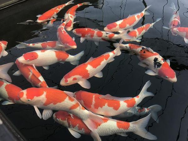 錦鯉魚圖解_鯉魚錦鯉什么意思_錦鯉魚圖片