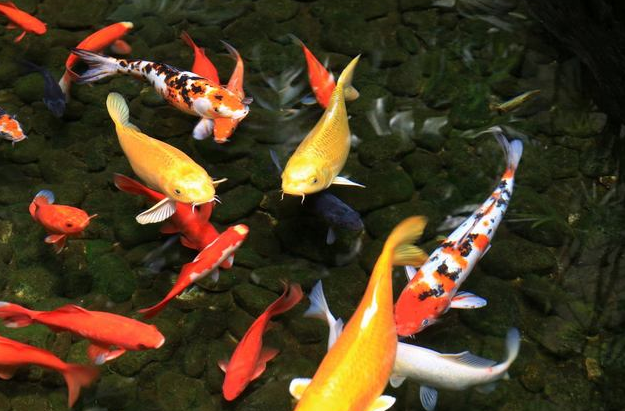 錦鯉魚圖解_鯉魚錦鯉什么意思_錦鯉魚圖片