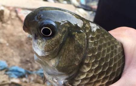 出海釣魚_釣魚出海捕魚類小說_釣魚出海妖之淚的地方