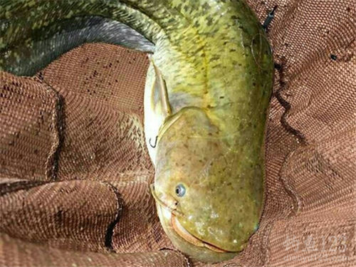 路亞釣法_路亞釣法線組圖_路亞釣魚法
