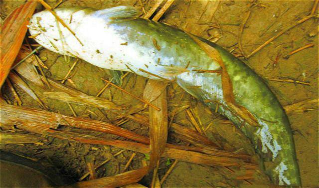 路亞釣魚法_路亞釣法_路亞釣法線組圖