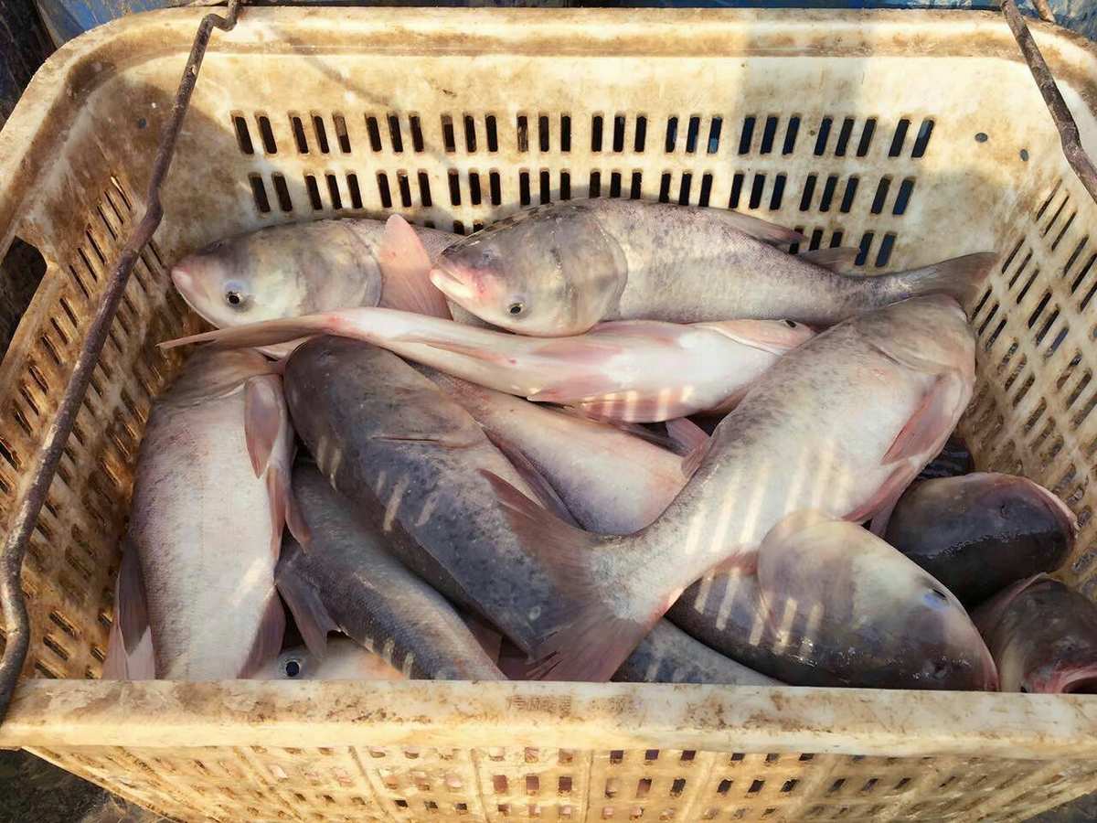 池沼公魚釣法_池沼公魚_池沼公魚的危害