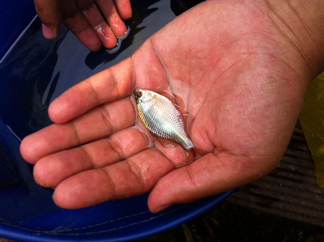 池沼公魚釣法_池沼公魚_池沼公魚的危害