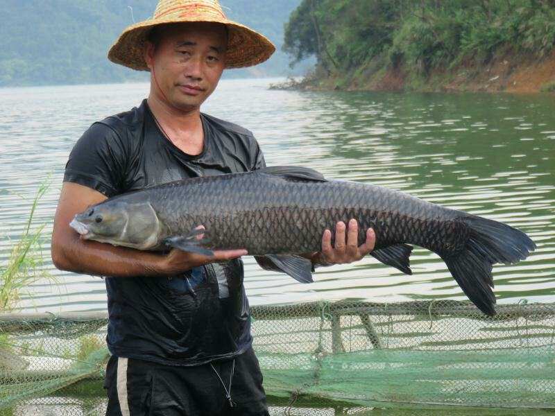 池沼公魚_池沼公魚釣法_池沼公魚的危害