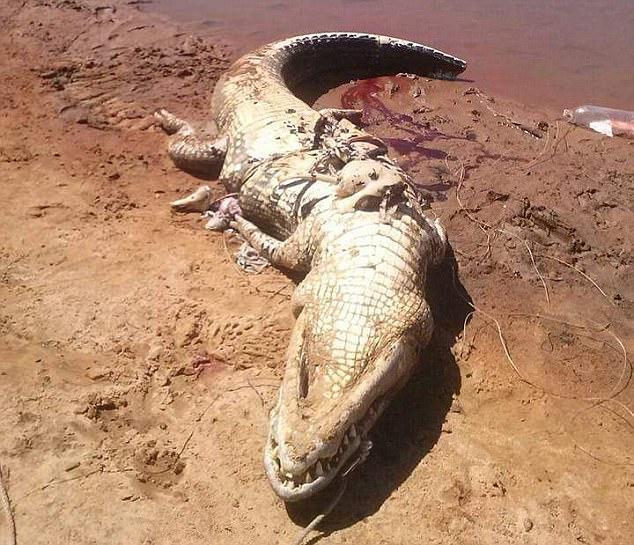 菲律賓巨型鱷魚_巨型鱷魚_狩獵巨型鱷魚洛龍