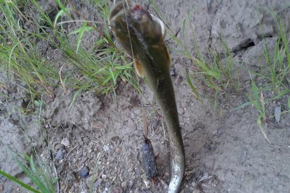 一條3斤多的鯰魚俏，俏吧！！