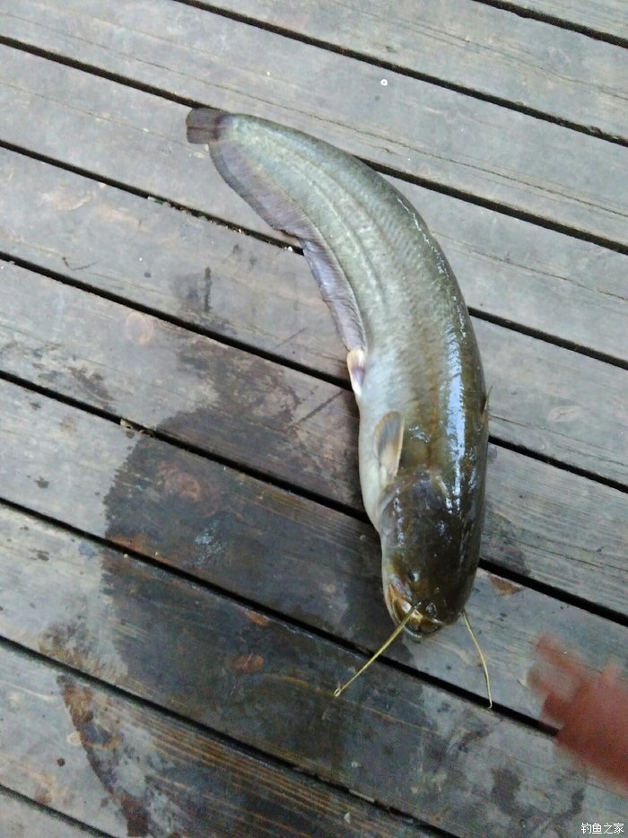 大口鯰魚_大口鯰魚有幾根須_大口鯰魚臟嗎