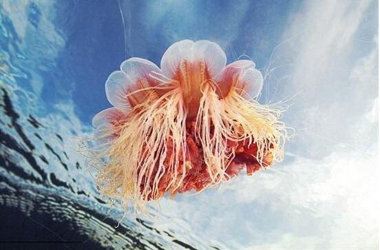 北極霞水母死了的圖片_北極霞水母_北極霞水母吃鯊魚視頻