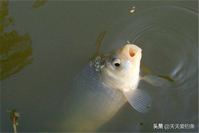 （釣魚學堂）青魚和草魚的區別，你知道嗎？