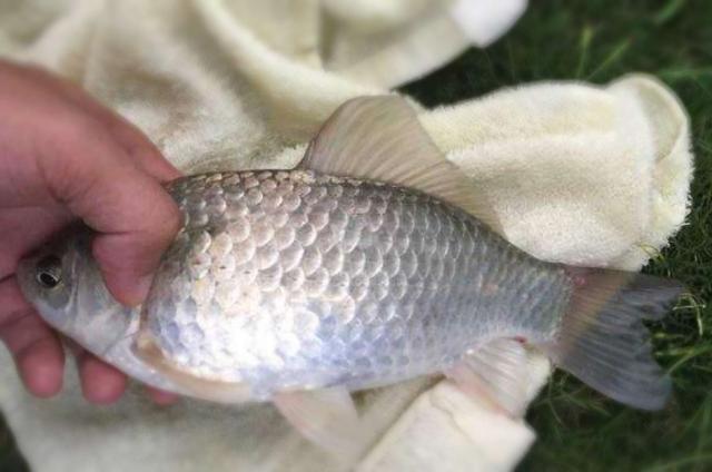 釣魚視頻名人素材_其他名人釣魚視頻_有關釣魚的視頻