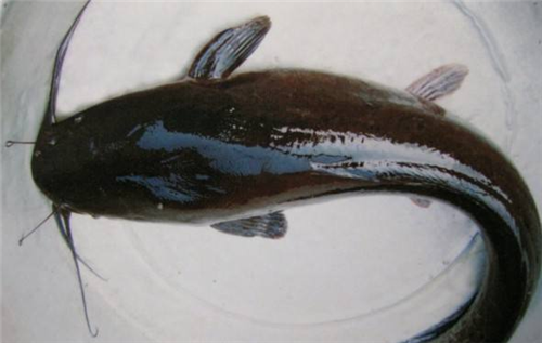 革胡子鯰魚多少錢一斤_革胡子鯰魚圖片_革胡子鯰