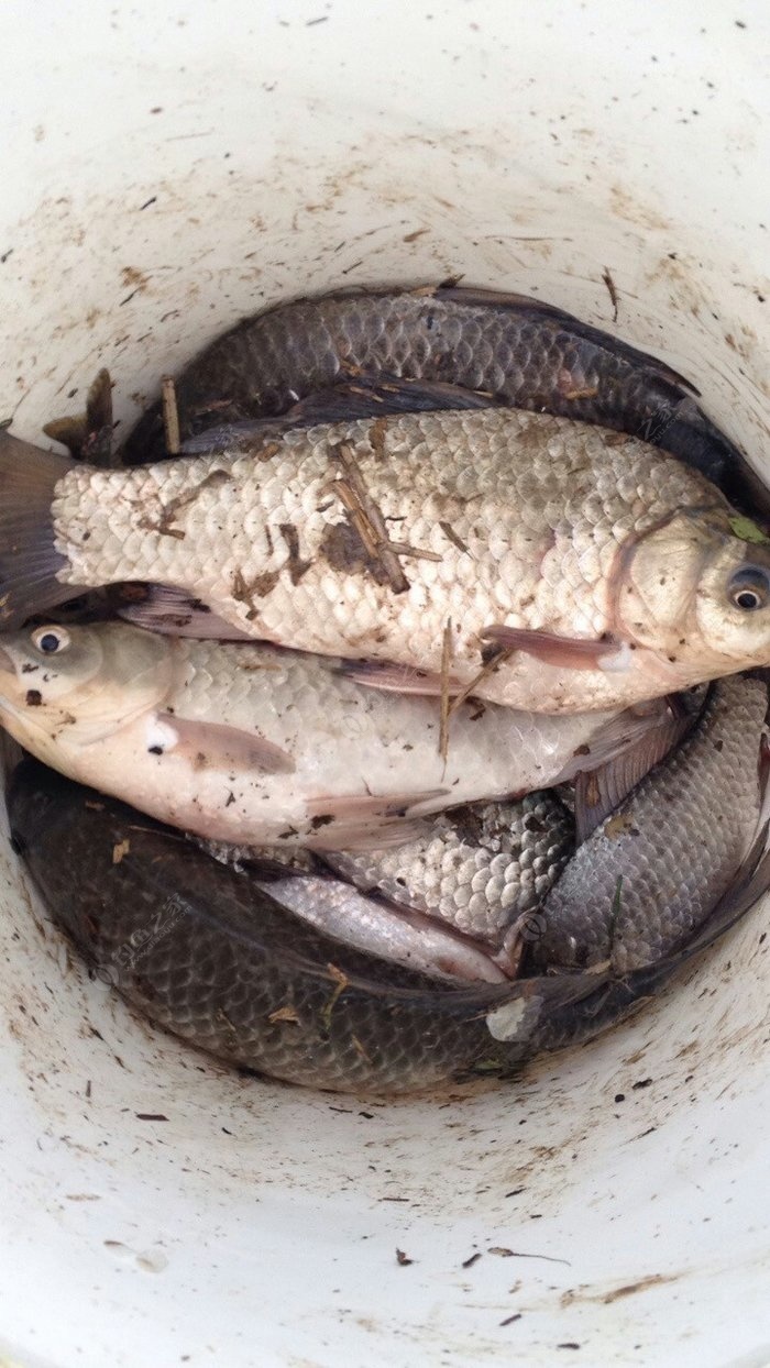 釣魚廣州話怎么說_廣州釣魚_釣魚廣州話