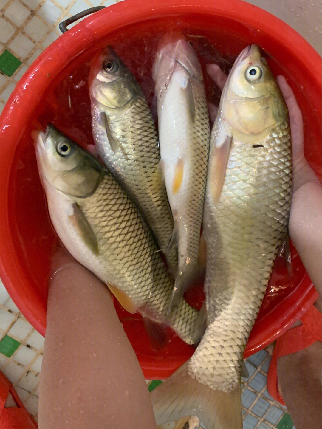 釣魚廣州話_釣魚廣州話怎么說_廣州釣魚