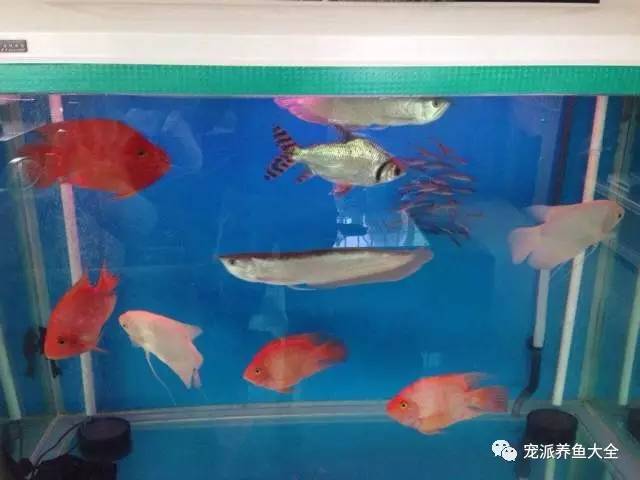 紅尾黑鯊_紅尾黑鯊攻擊其他魚_紅尾黑鯊尾巴不紅了