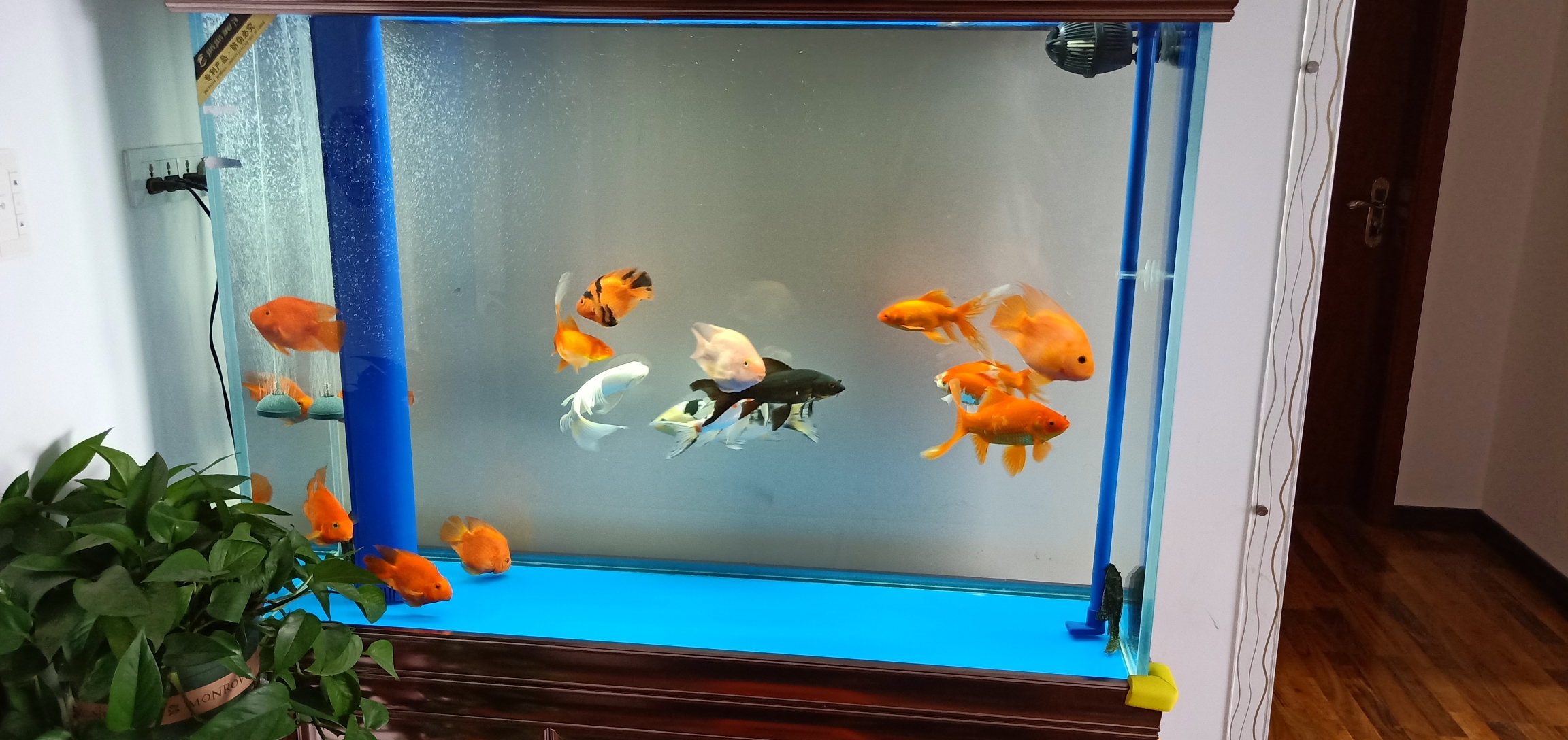 紅尾黑鯊攻擊其他魚_紅尾黑鯊_紅尾黑鯊尾巴不紅了