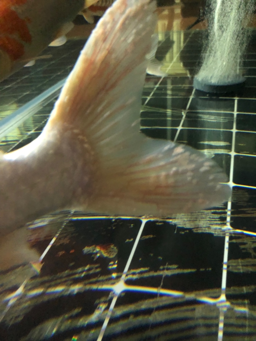 潛水艇魚_潛水艇魚吃什么_潛水艇魚可以和什么魚混養