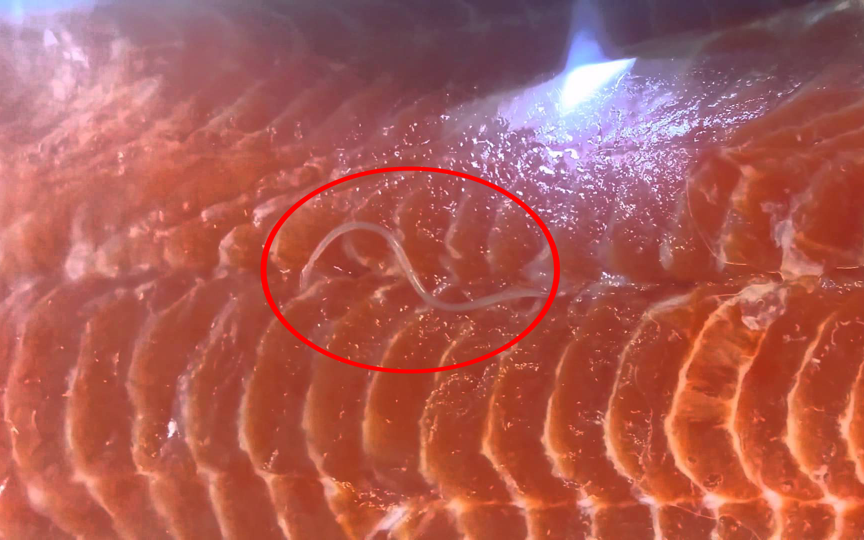 三文魚價格_三文魚價格為什么差別大_三文魚價格表今日價