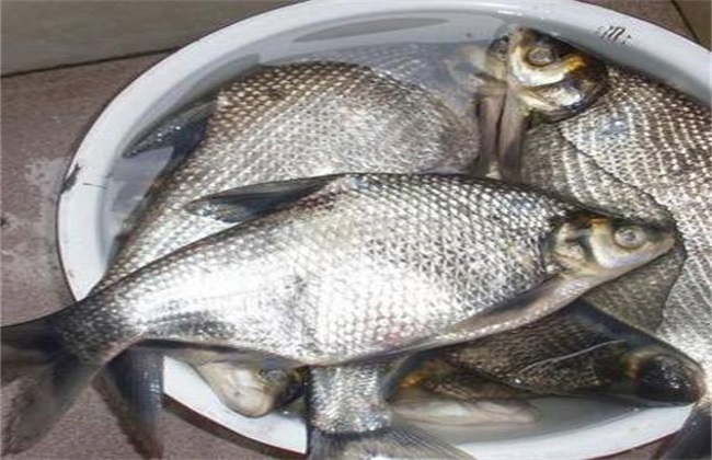 中國最好吃的淡水魚排名_十大最好吃的淡水魚_中國最好吃的淡水魚排名推薦