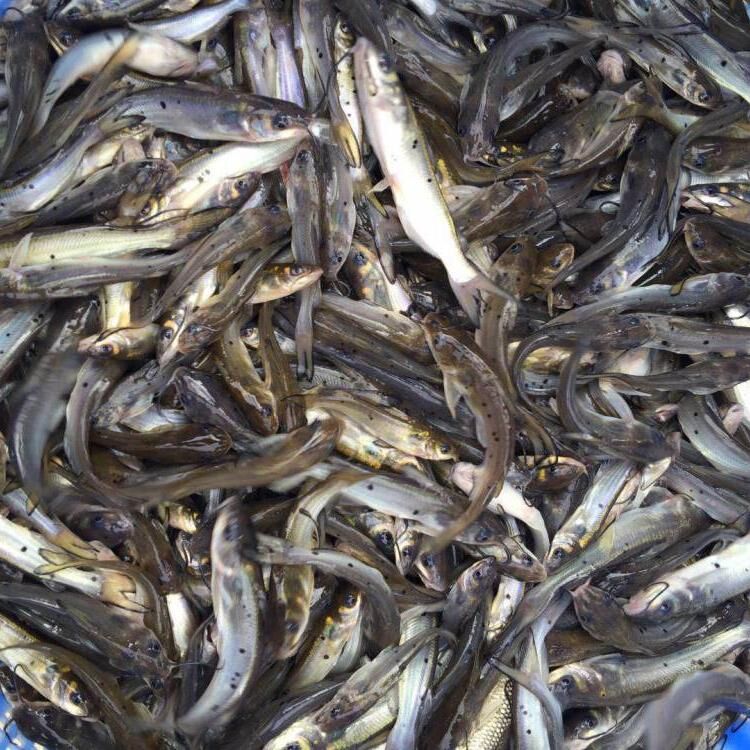 羅非魚苗_魚苗羅非魚_羅非魚苗怎么養