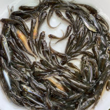 魚苗羅非魚_羅非魚苗怎么養_羅非魚苗