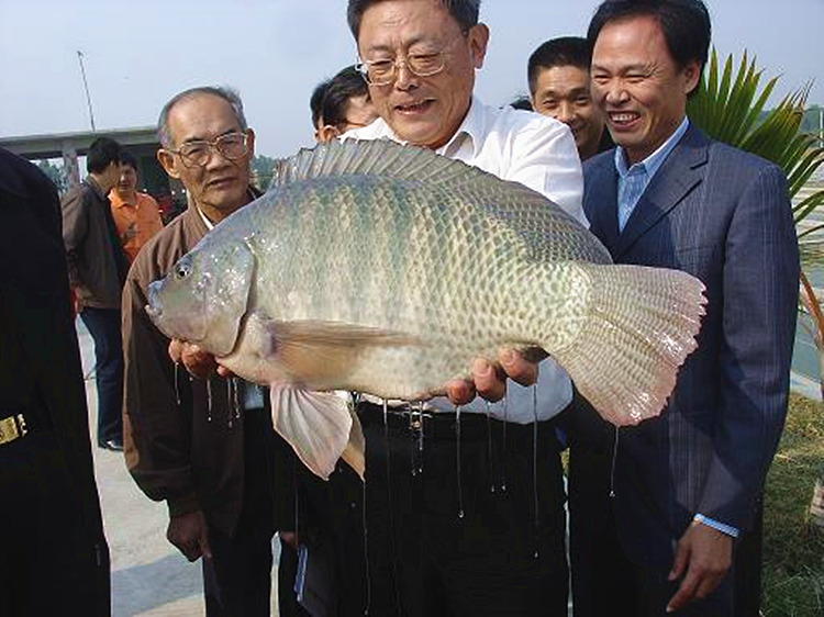 羅非魚苗圖片_羅非魚苗用什么藥才長得好_羅非魚苗
