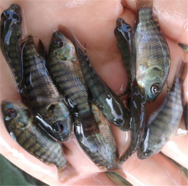 羅非魚苗用什么藥才長得好_羅非魚苗圖片_羅非魚苗