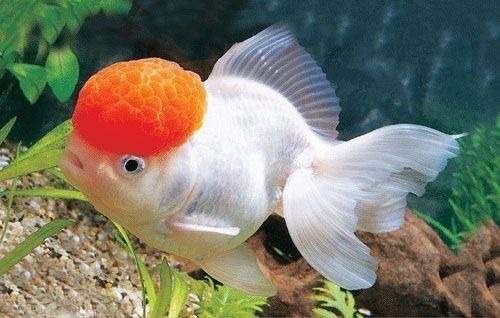 睜著眼睛睡覺的小魚_睜眼睡覺的魚閱讀理解_魚為什么睜著眼睛睡覺