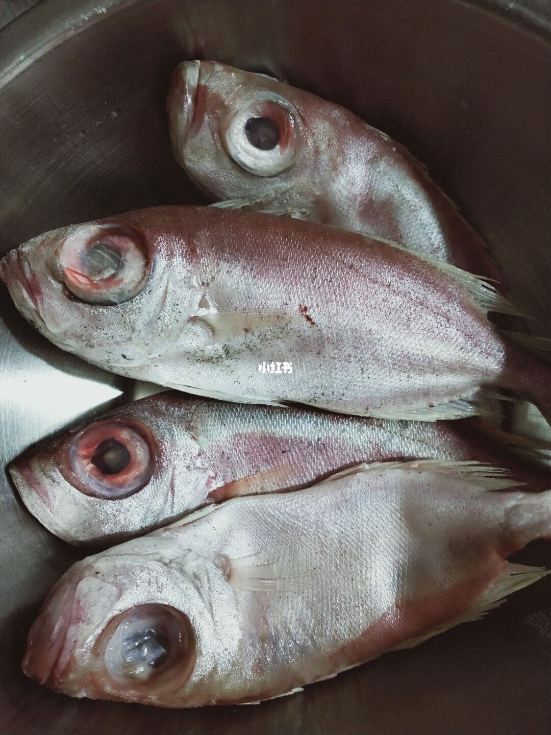 睜著眼睛睡覺是什么動物_睜眼睡覺的魚閱讀理解_魚為什么睜著眼睛睡覺
