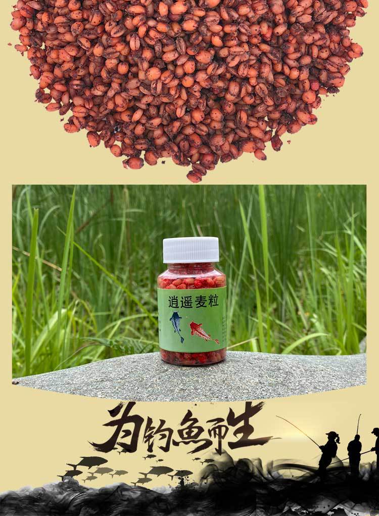 大蒜真的能釣，比較耐寒的鯽魚還是可以垂釣？