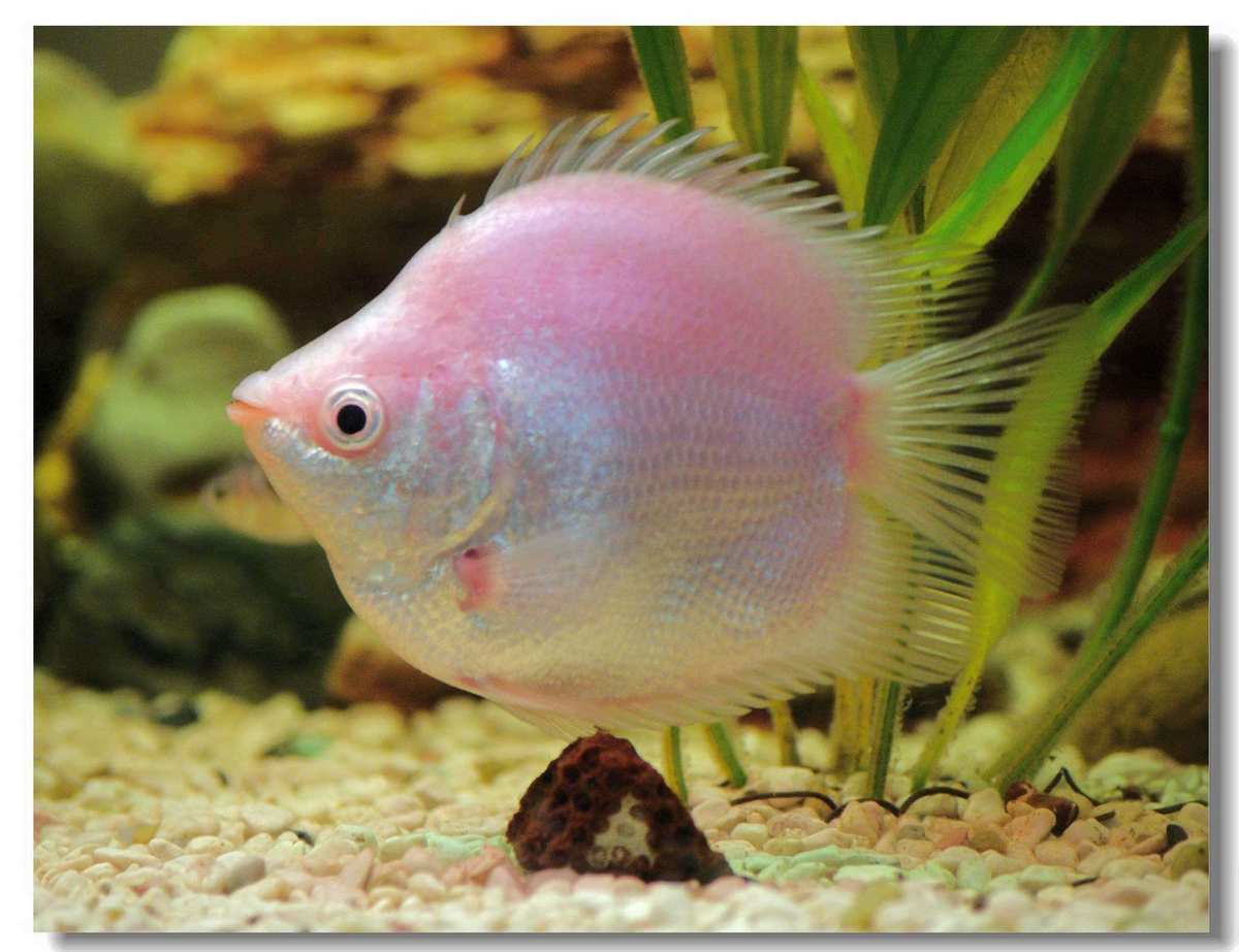 睜著眼睛睡覺的小魚_睜眼睡覺的魚閱讀理解_魚為什么睜著眼睛睡覺