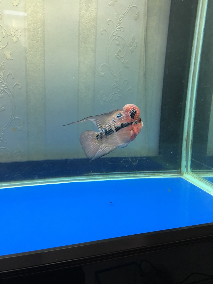 鸚鵡魚混養_混養鸚鵡魚被吃眼睛_混養鸚鵡魚產卵怎么辦