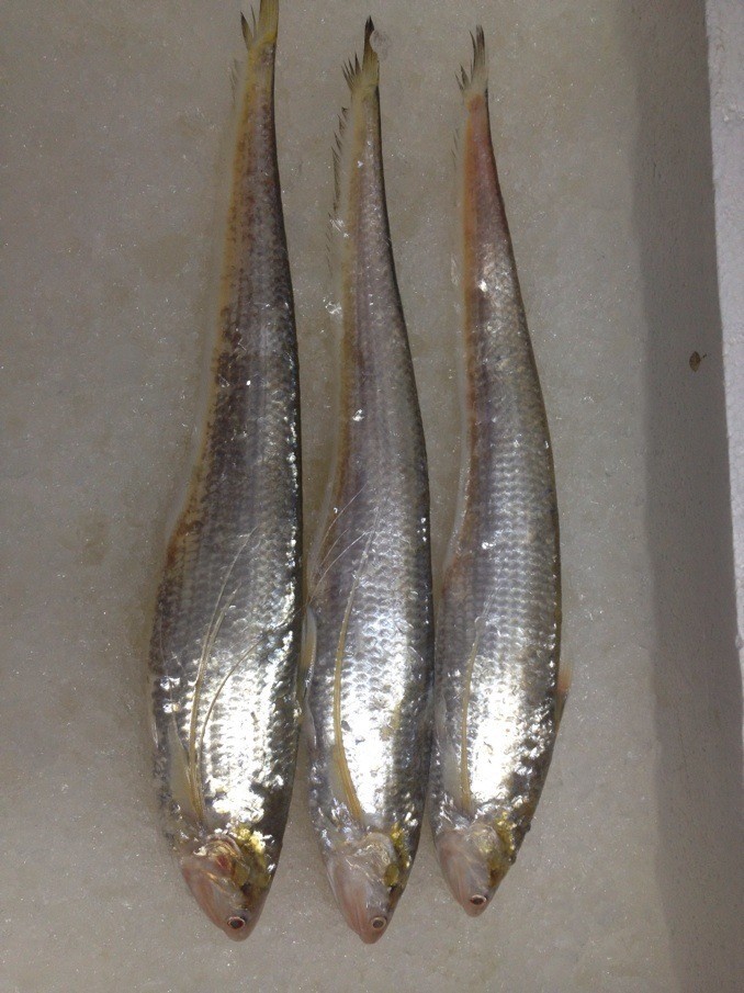 刀魚多少錢一斤_刀魚多少錢一斤_刀魚多少錢一斤