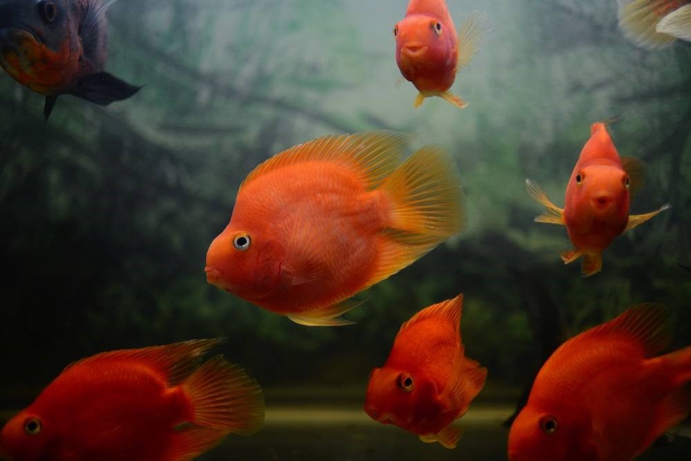海里魚的圖片_海里魚的形態有哪些描寫_海里的魚