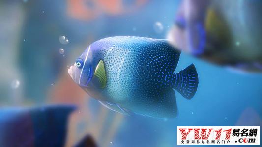 海里的魚_海里魚的圖片_海里魚的形態有哪些描寫