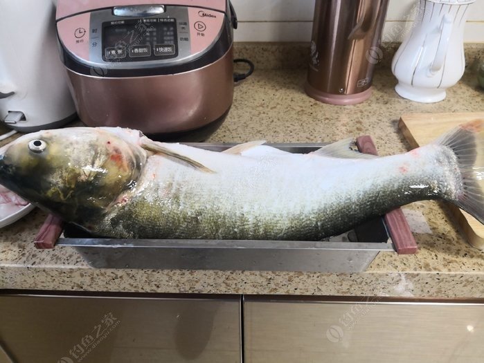 區別白鰱花鰱的特征_怎樣區分白鰱魚和花鰱魚_白鰱和花鰱的區別