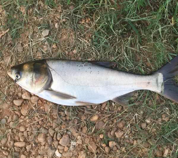 白鰱花鰱區分_白鰱和花鰱的區別_怎樣區分白鰱魚和花鰱魚