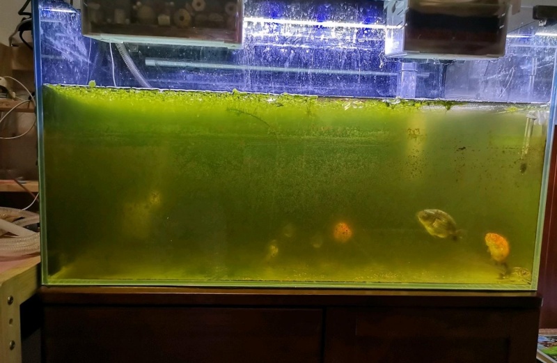 三湖慈鯛_三湖慈鯛能長多大_三湖慈鯛好養嗎