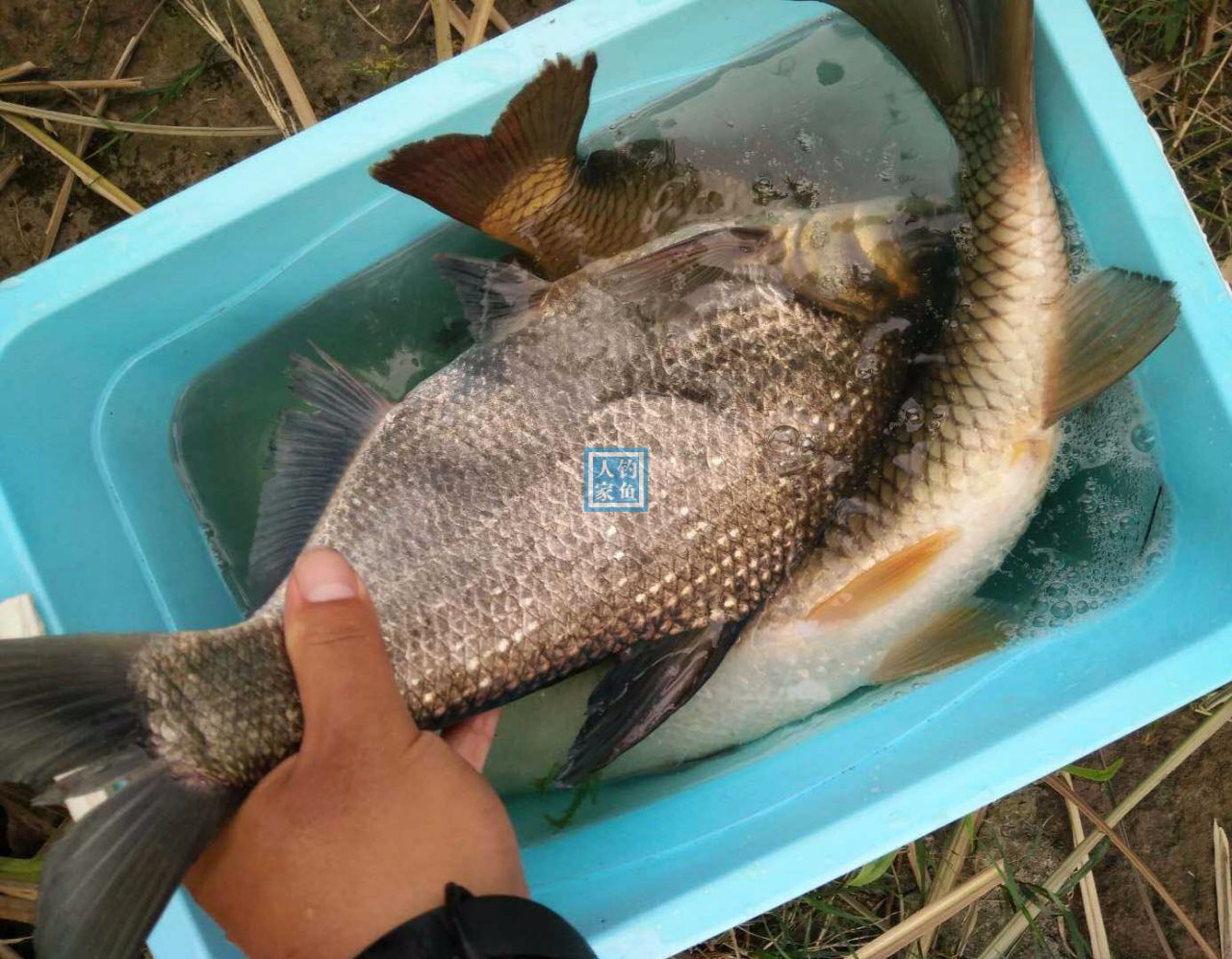 水庫野釣大魚_水庫釣大魚_釣水庫大魚用幾H魚竿