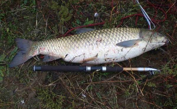 釣水庫大魚用什么樣的魚竿_釣水庫大魚實用技術_水庫釣大魚