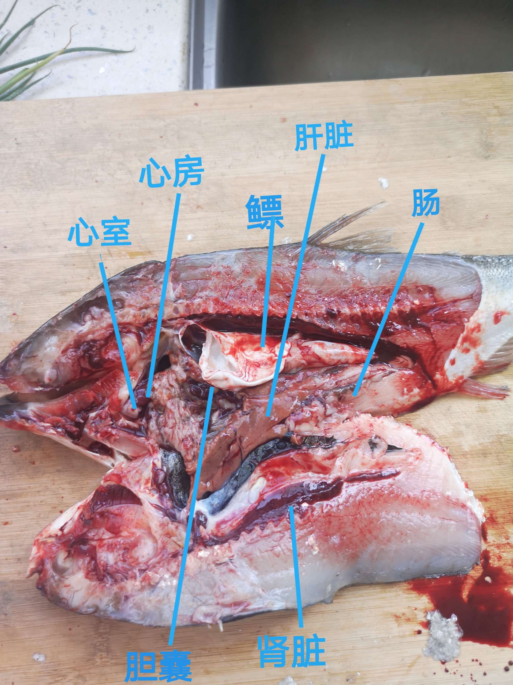 鲅魚和馬鮫魚哪個更有營養_馬鮫魚和鲅魚的區別_怎么區分鲅魚和馬鮫魚