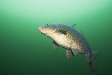 馬鮫魚和鲅魚的區別_鲅魚和馬鮫魚哪個更有營養_怎么區分鲅魚和馬鮫魚