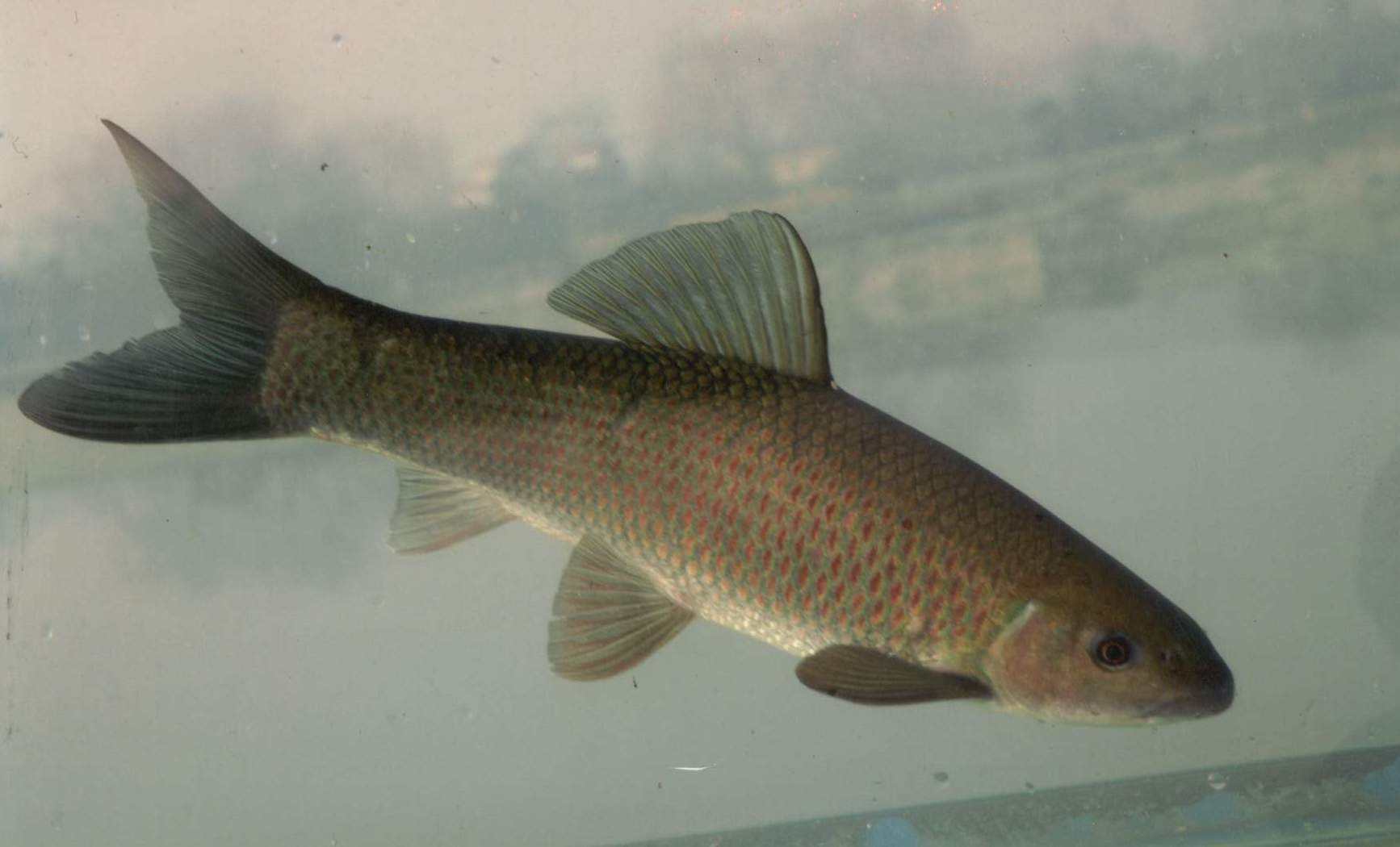 怎么區分鲅魚和馬鮫魚_鲅魚和馬鮫魚哪個更有營養_馬鮫魚和鲅魚的區別
