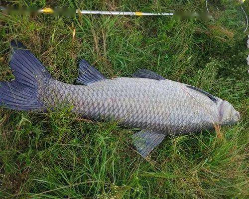 馬鮫魚和鲅魚的區別_鲅魚和馬鮫魚怎么樣分辨_怎么區分鲅魚和馬鮫魚
