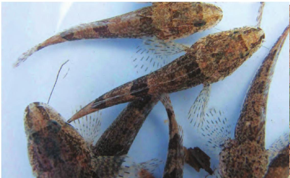 鱸魚產自哪里_鱸魚產自哪里_鱸魚產自哪里