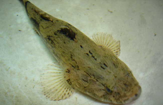 鱸魚產自哪里_鱸魚產自哪里_鱸魚產自哪里