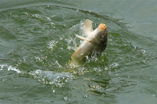 夏季釣魚技巧_夏季釣魚技巧大全問答_釣魚夏季技巧和方法