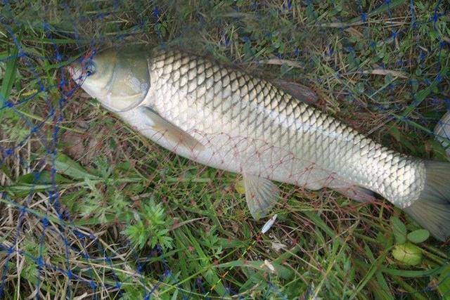 釣魚夏季技巧視頻_夏季釣魚技巧大全問答_夏季釣魚技巧