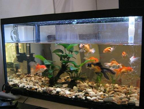 魚缸造景文案短句干凈_魚缸造景木頭不沉怎么辦_魚缸造景