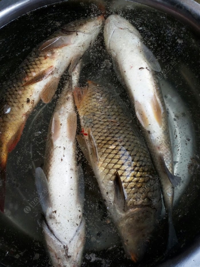 夏季釣魚技巧口訣_夏季釣魚技巧_釣魚夏季技巧圖解