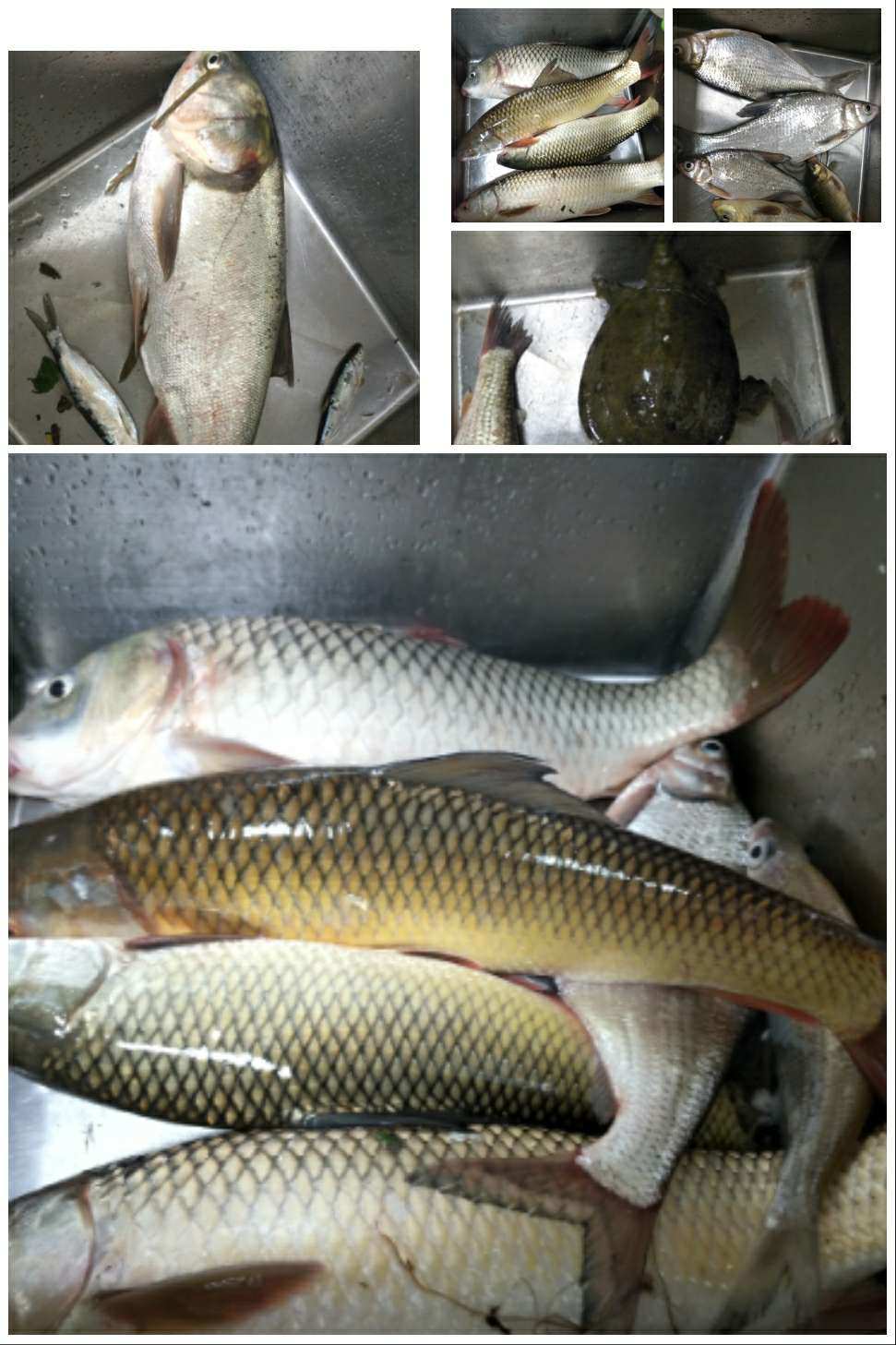 夏季釣魚技巧_夏季釣魚技巧口訣_釣魚夏季技巧圖解